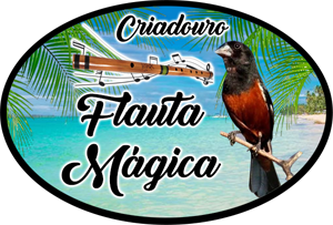 Vídeos | Criadouro Flauta Mágica - Curió - Maceió/AL